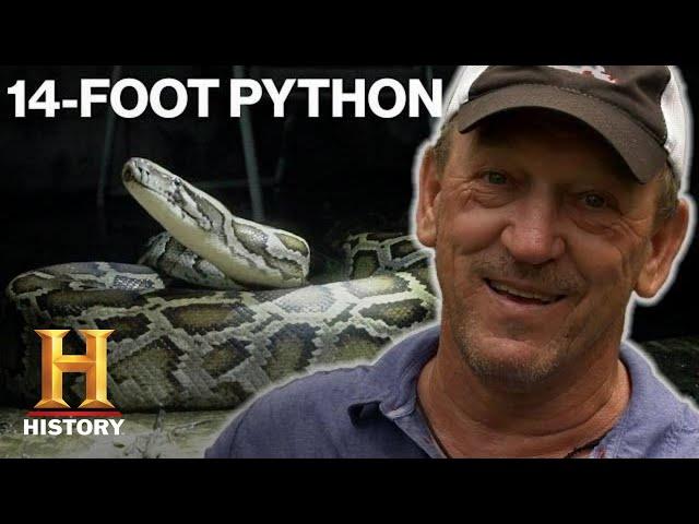 Swamp People: Serpent Invasion: 24 SNAKES CAUGHT in Python Hunting Competition (Season 2) | History