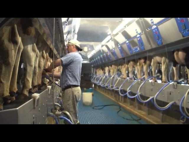 How 100% Canadian milk gets from farm to table?