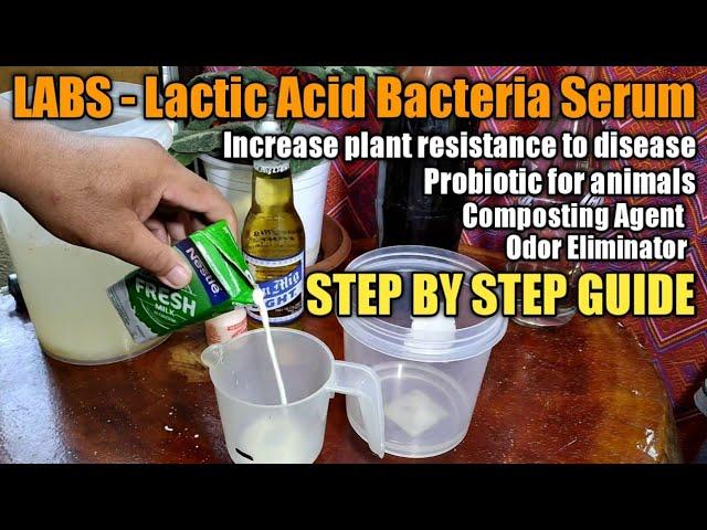 PAANO GUMAWA NG LABS LACTIC ACID BACTERIA SERUM organic probiotic concoction.