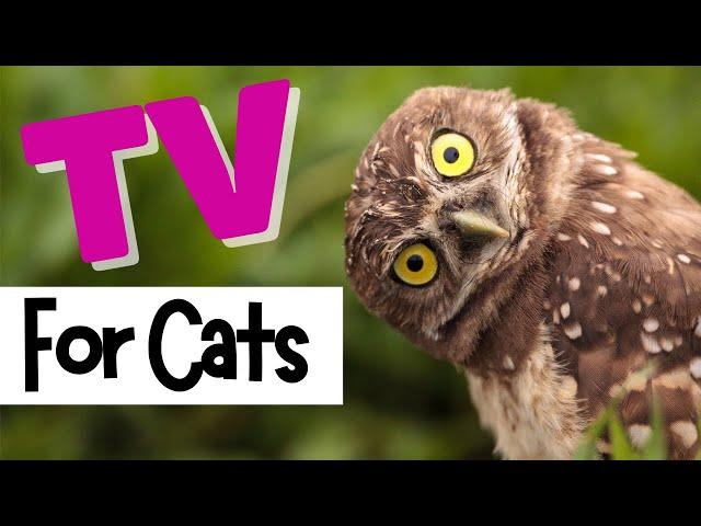 TV for Cats | Relax My Cat | OWLS HOOTING  | Videos For Cats To Watch | CAT TV