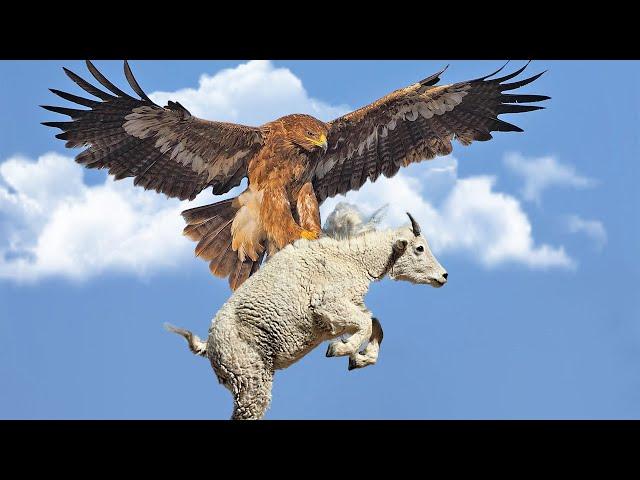 This Huge Eagle even attacks Goats and Rams! Golden Eagle - master of the air!