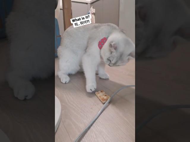 신기한 너는 심지어 맛있어 You look amazing and it's even so delicious 長得神奇的你 甚至特別好吃 #funny #cat #gatto #แมว