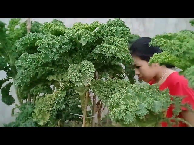 One year old green kale_Cải xoăn xanh 1 năm tuổi nhà tự trồng.