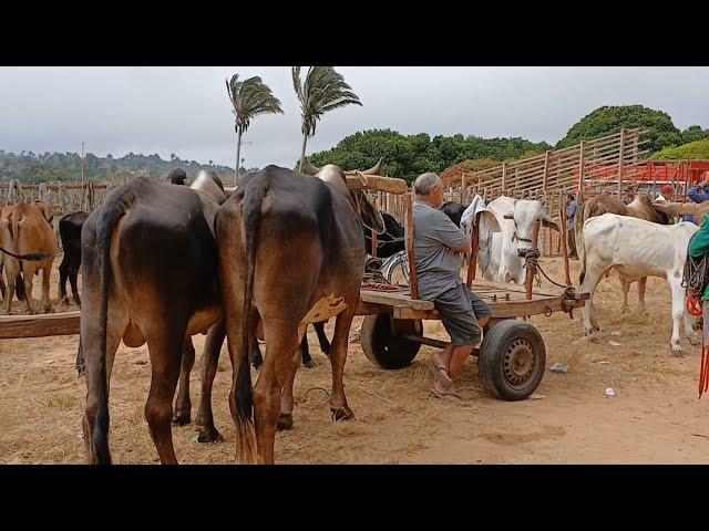 FEIRA DO GADO EM SÃO BENEDITO CEARÁ DIA 28/09/24