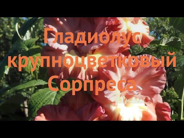 Гладиолус крупноцветковый Сорпреса (gladiolus)  обзор: как сажать, луковицы гладиолуса Сорпреса