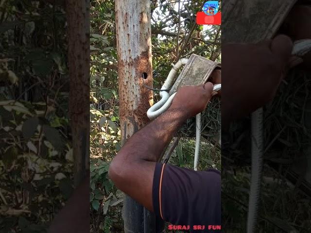Indias dangers snake live in electric bord