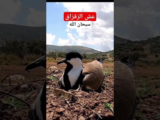 #نوافذ_برية # #الحياة_البرية #تصوير_الطبيعة #wildlife #nature