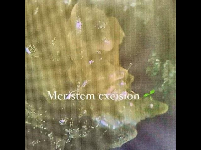 Meristem Excision @merigenetics1.0 Tissue Culture Education Huntington Beach Ca 808 940 1005