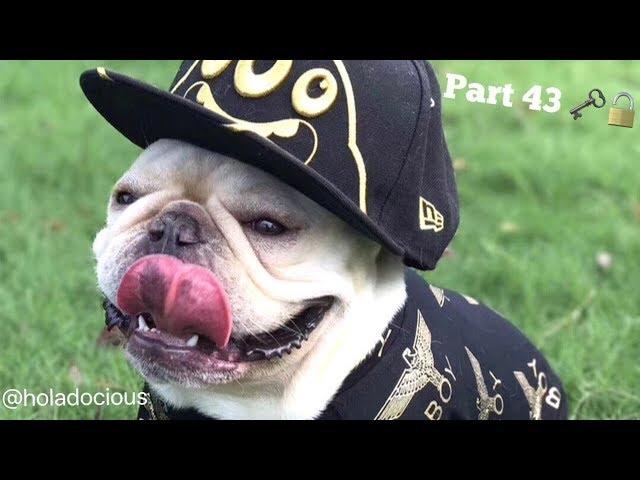 Hood Animal Voiceovers Part 43 