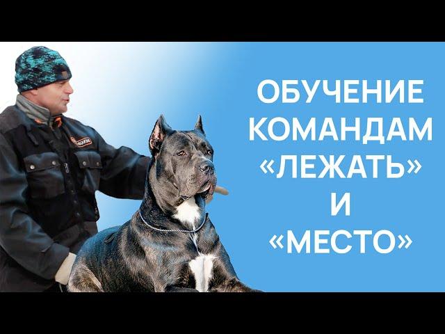 Команда ЛЕЖАТЬ - Команда МЕСТО - Тренировка с собакой - Занятие с кинологом