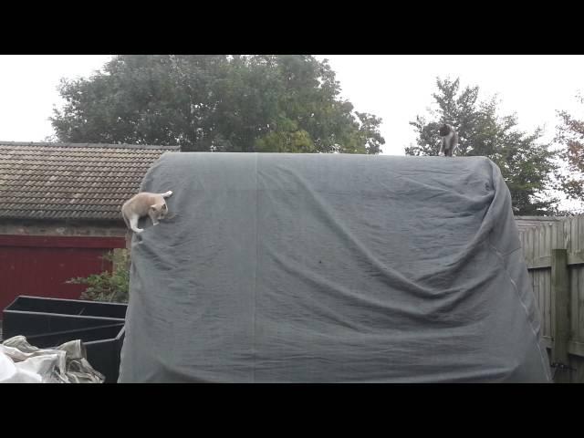 Farm Kittens playing and climbing on a Caravan