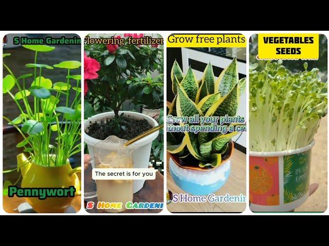 Tips and Tricks for Plants Growing Easley