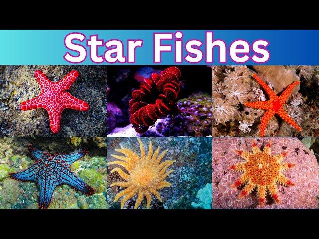 Starfish  | 60 Starfish Names  | The Sea Star