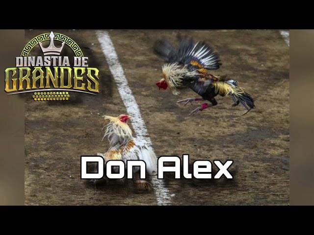 dinastía de grandes - don alex