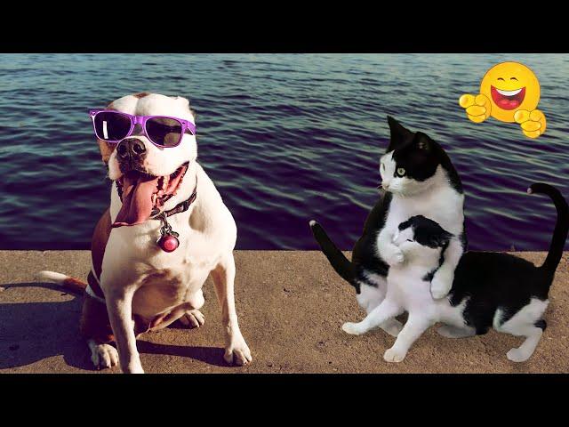 Best Of The 2024 Funny Animal Videos  Funny Dogs and Cats Make You Unable To Stop Laughing