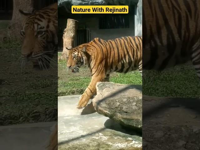 Tigers|shorts|nature|animals|wildanimals|youtubeshortsvideos|naturewithrejinath