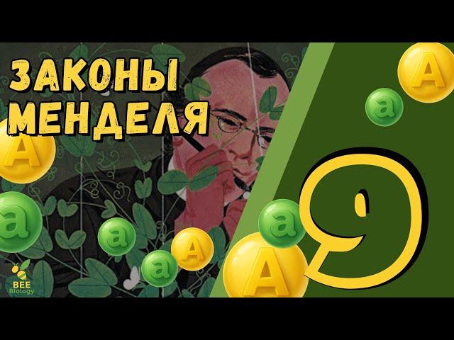 Законы Менделя и решение задач