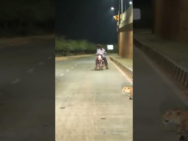 Tiger on road @ vijendra Chaudhary Advocate Ajmer