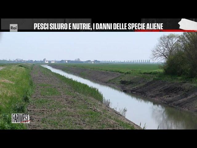 Pesci siluro e nutrie, i danni delle specie aliene - FarWest 20/05/2024