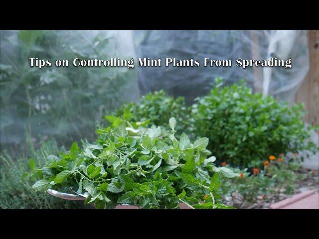 Tips on Controlling Mint Plants From Spreading