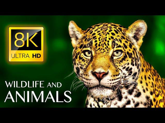 Animals & Wildlife 8K ULTRA HD • Relaxing Music and Nature Sounds 8K TV