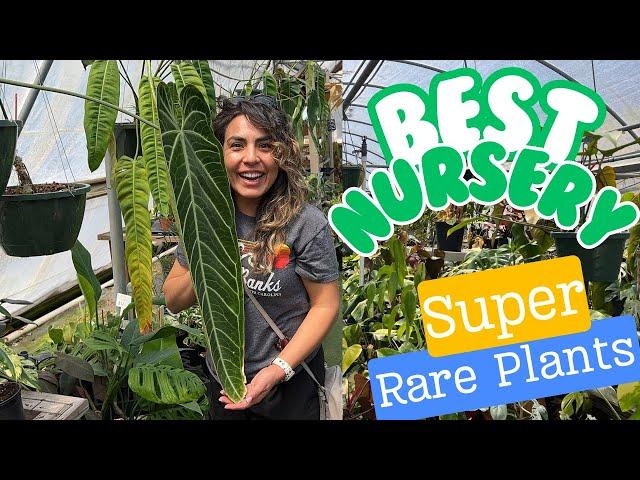 RARE PLANT NURSERY TOUR AT A MIND BLOWING NURSERY! Houseplant Collectors Dream!