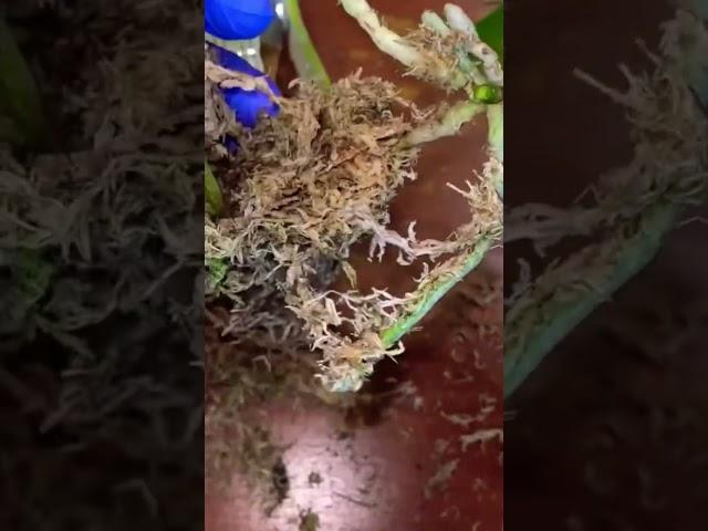 Смешной момент из видео!На самом деле он не такой уж и смешной,печально #orchid #phalenopsis #цветы