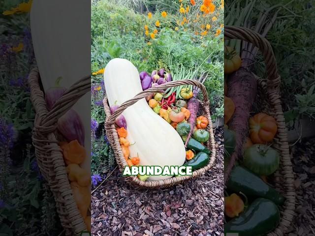 Organic Garden Harvest Time!