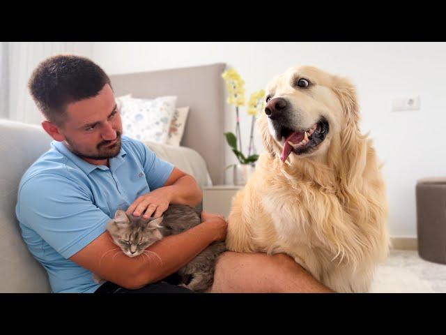 Jealous Golden Retriever Reacts to Me Petting a Pregnant Cat