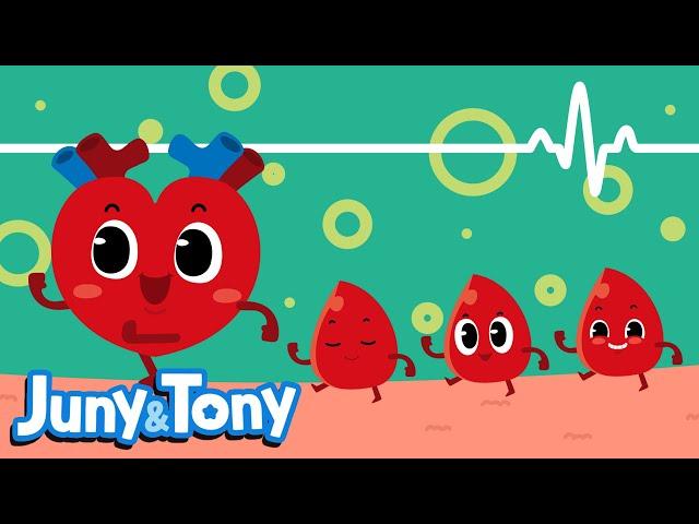 Thumping Heart | Circulating System | My Body Songs for Kids | Kids Pop | JunyTony