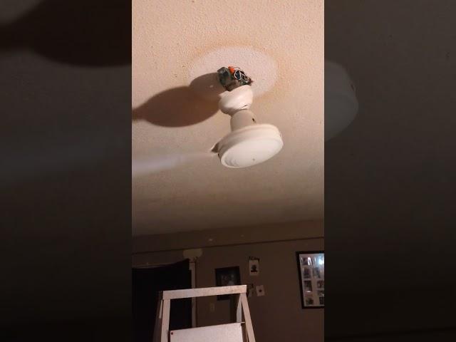 Dangerous ceiling fan situation Part 2 #ceilingfan #dangerous #electricity #wobbling