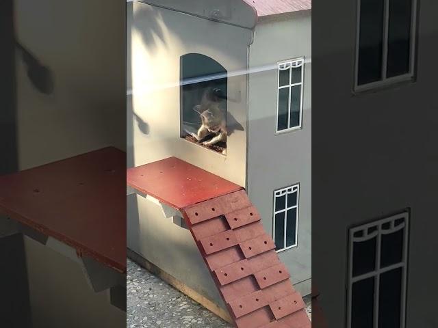 Cat's house #lifecats