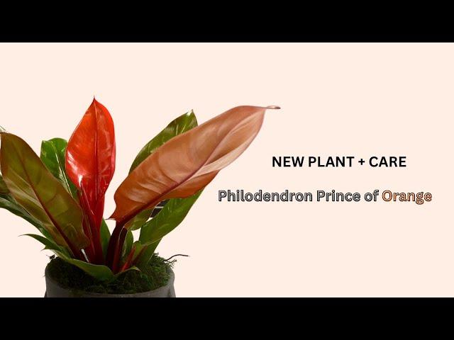 NEW Plant + Care: Philodendron Prince of Orange #newplant