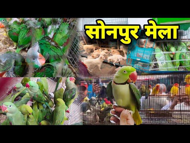 Sonpur Mela 2024 || सोनपुर मेला चिड़िया बाजार | Birds Market Market Sonpur | Bihar Sonpur Mela