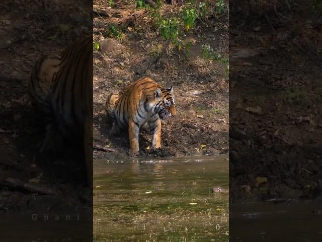 tiger Attack on crocodile at Ranthambhore #attack #ranthambhore #tiger #ranthamborenationalpark