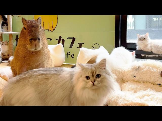 Japan's Capybara & Cat Cafe The only place in the world!!