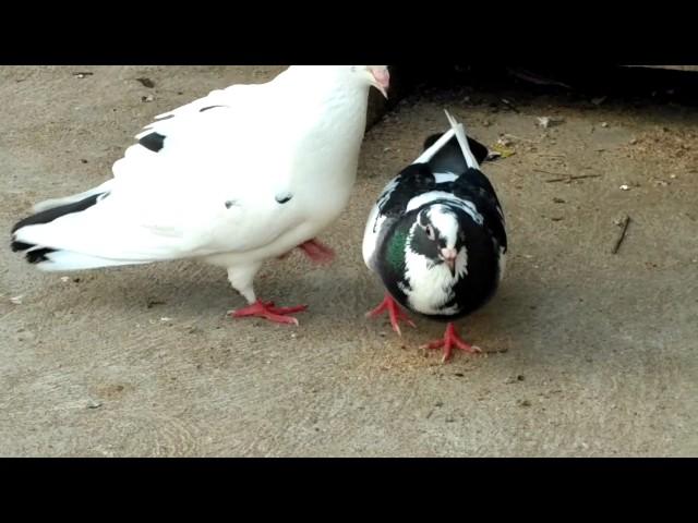 Pigeon Mating