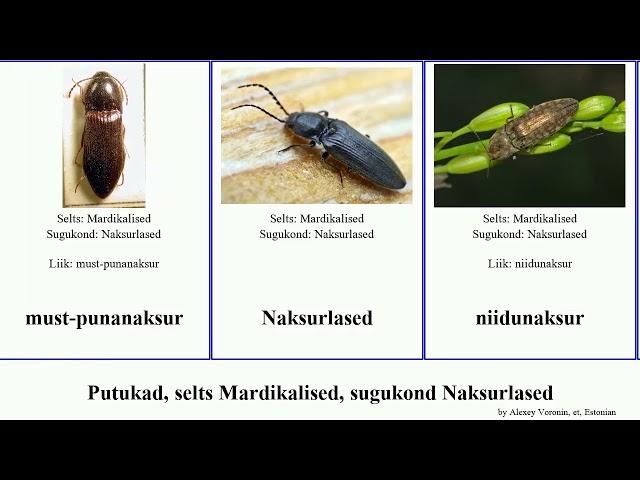 Putukad, selts Mardikalised, sugukond Naksurlased insect viljanaksur tähnik-punananaksur Bolger