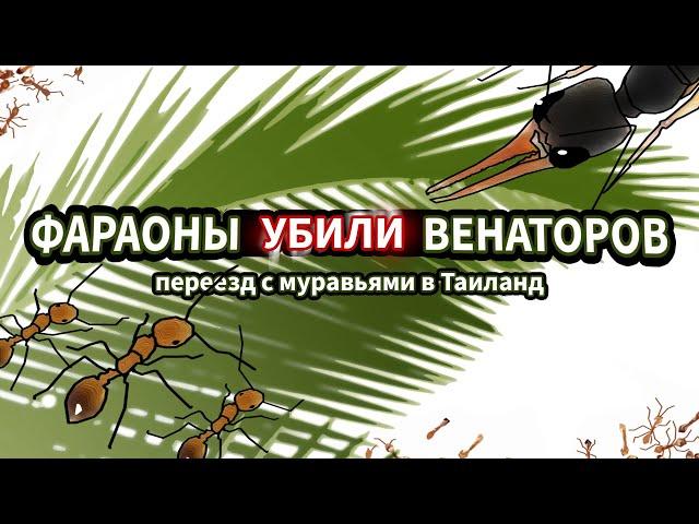 ФАРАОНЫ УБИЛИ ВЕНАТОРОВ - Переезд с муравьями в Таиланд