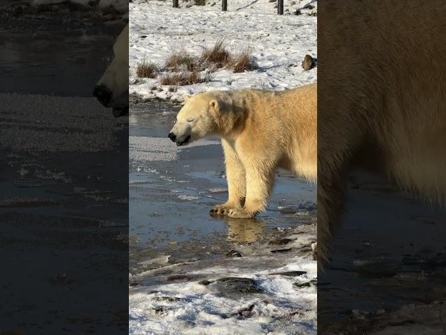 New toys for polar bears 