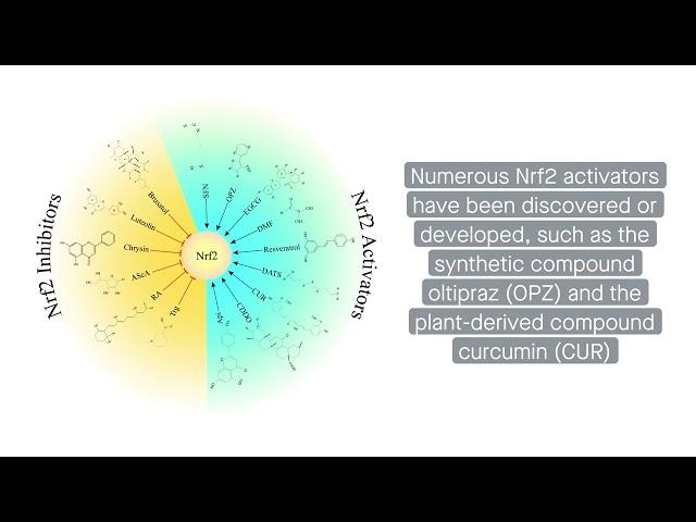 Balancing Nrf2 activation: A promising strategy for cancer treatment