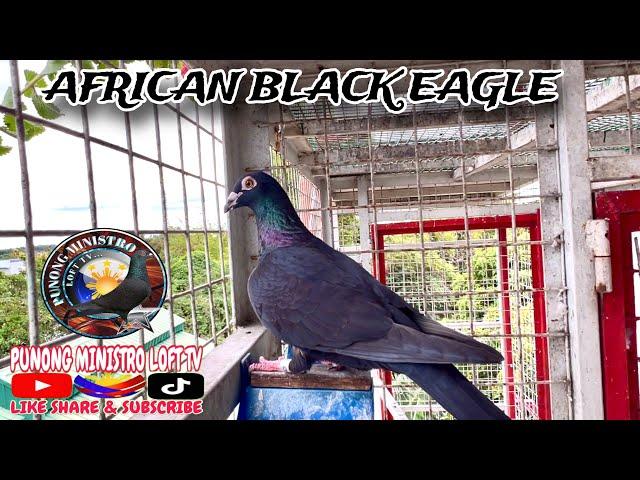 EP910 - ETO LAHAT NG AFRICAN BLACK EAGLES KO SA LOFT!