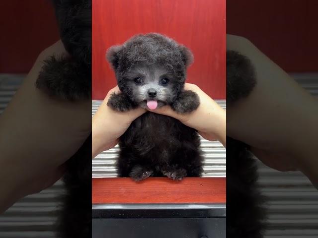 Let me show you a nervous little Huihuihui Teddy cute pet cute cute pet daily record Feier Teddy