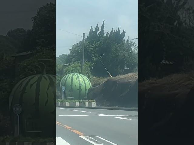 Fruit-shaped bus stops  フルーツの形をしたバス停 水果形狀的公交車站#funny #busstop #shorts