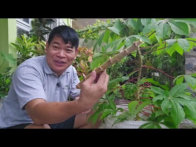 PLANT AND FORGET ANG PAGTATANIM NG KAMOTENG KAHOY #farming #gardening #garden