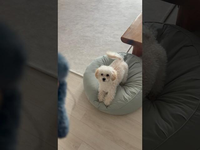 뱃살이 있어도 귀여운 토리