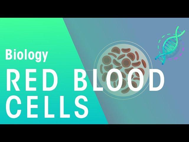 Red Blood Cells | Physiology | Biology | FuseSchool