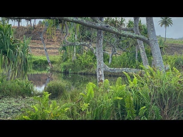 Floating Island in Labasa, Fiji, Sinkhole, underground caves, Nagmandir, Mystery solved