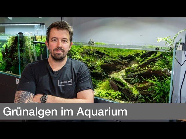 Was tun gegen Grünalgen? Algen bekämpfen | Liquid Nature