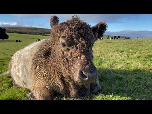 Low-Input Farming in the Uplands: Hindon Farm, Exmoor (1/8)